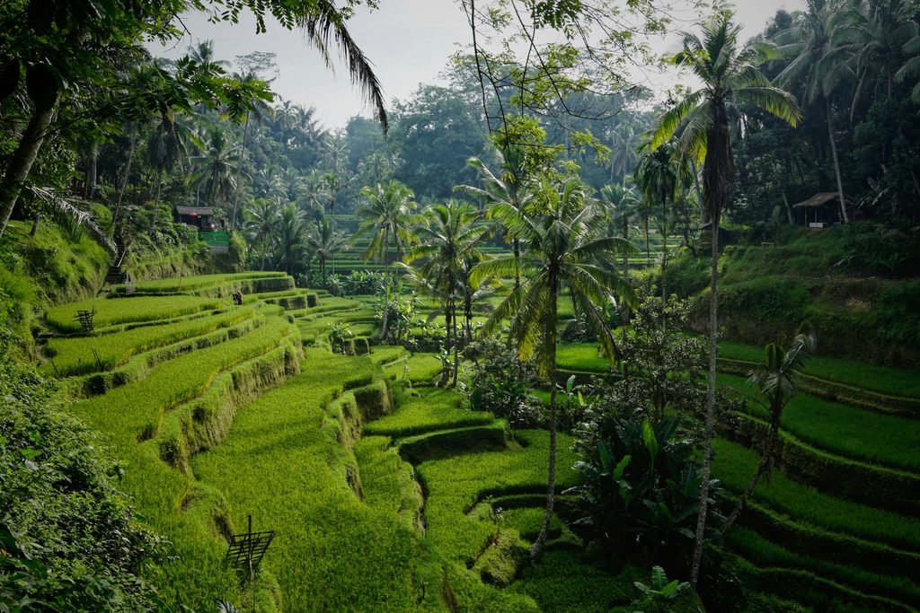 Tegallalang pirinç terasları Ubud Bali